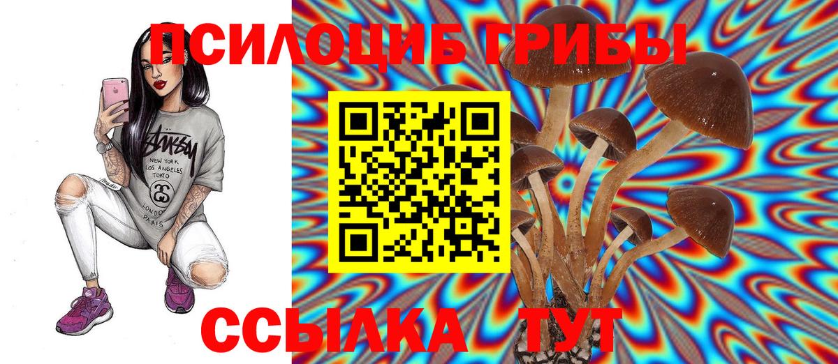 Галлюциногенные грибы Psilocybe Сосновый Бор